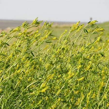 Altes Pastorenhus - Land Und Апартаменты