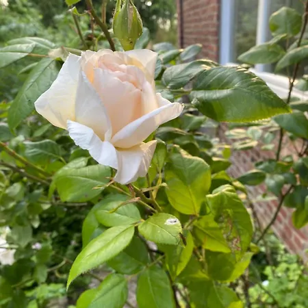 Апартаменты Altes Pastorenhus - Land Und Osterbruch