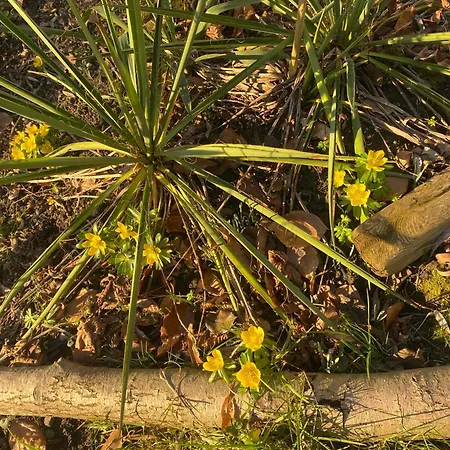 Altes Pastorenhus - Land Und