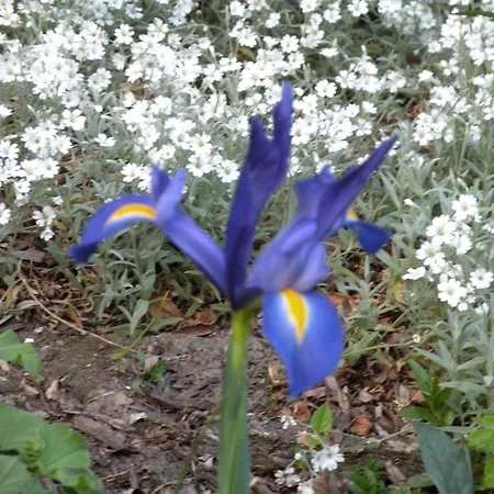 Altes Pastorenhus - Land Und Апартаменты