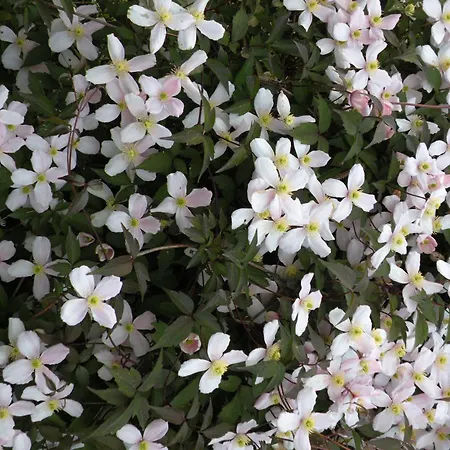 Altes Pastorenhus - Land Und *