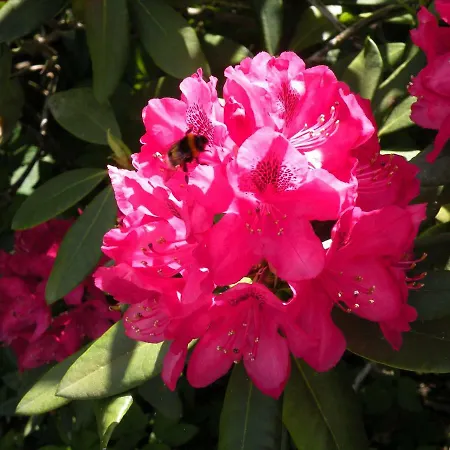 Apartment Altes Pastorenhus - Land Und