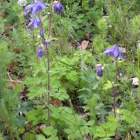 Altes Pastorenhus - Land Und Апартаменты Osterbruch