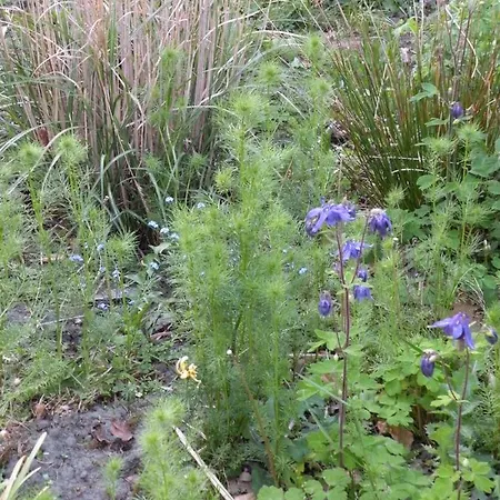 Апартаменты Altes Pastorenhus - Land Und Osterbruch