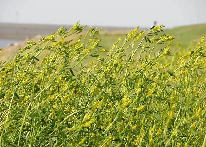 Altes Pastorenhus - Land Und Apartamento