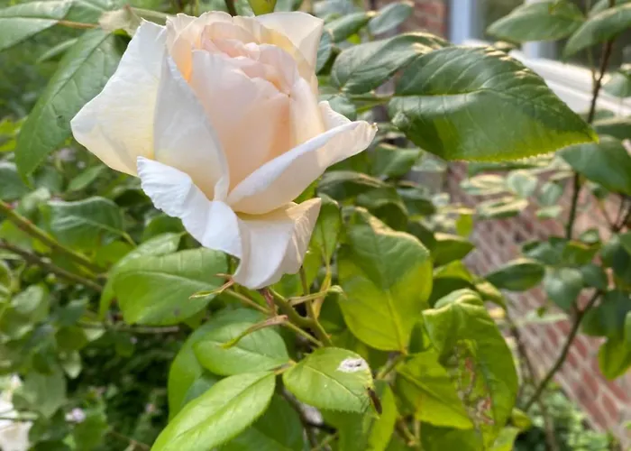 Apartamento Altes Pastorenhus - Land Und Osterbruch