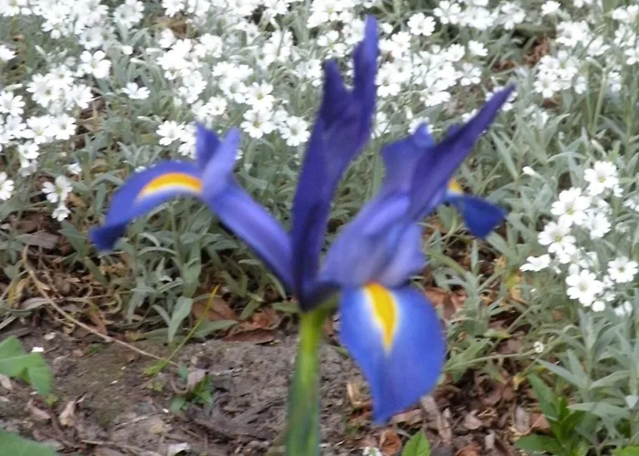 Altes Pastorenhus - Land Und Apartamento