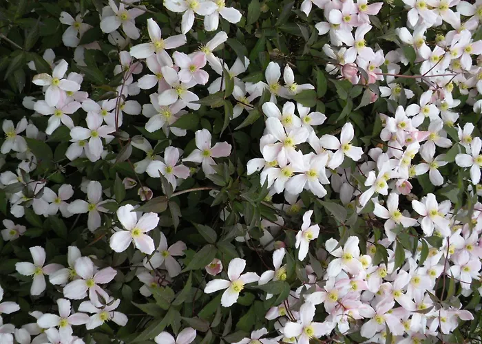 Altes Pastorenhus - Land Und *