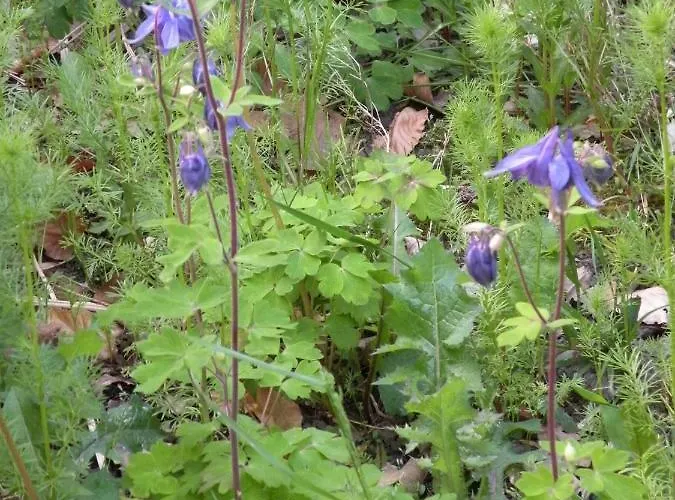 Altes Pastorenhus - Land Und Apartamento Osterbruch
