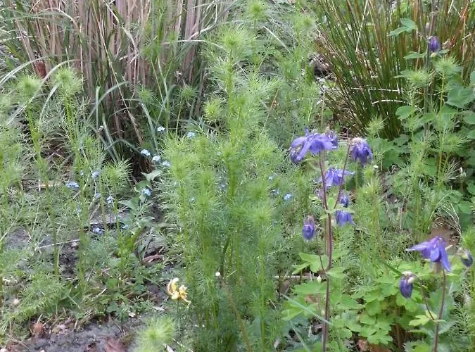 Apartamento Altes Pastorenhus - Land Und Osterbruch